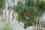 Watersnip (Gallinago gallinago) 