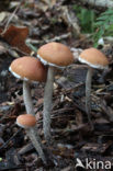 Zilversteelzwavelkop (Psilocybe marginata) 