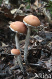 Zilversteelzwavelkop (Psilocybe marginata) 