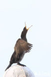 Aalscholver (Phalacrocorax carbo)