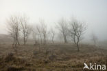 Amsterdamse waterleidingduinen