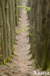 Beuk (Fagus sylvatica)