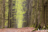 Beuk (Fagus sylvatica)