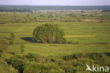 Biebrza National Park