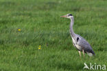 Blauwe Reiger (Ardea cinerea)