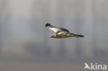 Buizerd (Buteo buteo)