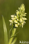 Dactylorhiza incarnata subsp. ochroleuca