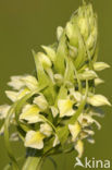 Dactylorhiza incarnata subsp. ochroleuca