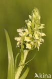 Dactylorhiza incarnata subsp. ochroleuca