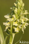 Dactylorhiza incarnata subsp. ochroleuca