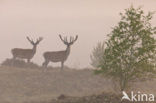 Edelhert (Cervus elaphus)