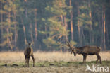 Edelhert (Cervus elaphus)