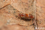 Euplectus karstenii