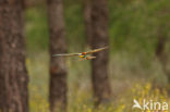 Europese Bijeneter (Merops apiaster)