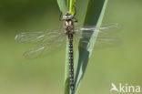 Glassnijder (Brachytron pratense) 