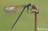 Iberische beekjuffer (Calopteryx xanthostoma)