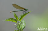 Iberische beekjuffer (Calopteryx xanthostoma)