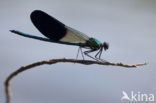 Iberische beekjuffer (Calopteryx xanthostoma)