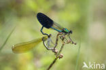 Iberische beekjuffer (Calopteryx xanthostoma)