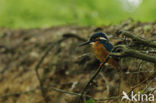 IJsvogel (Alcedo atthis)