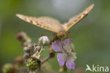 Kardinaalsmantel (Argynnis pandora)