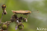 Kardinaalsmantel (Argynnis pandora)