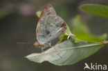 Kardinaalsmantel (Argynnis pandora)