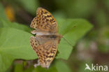 Kardinaalsmantel (Argynnis pandora)