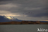 Myvatn