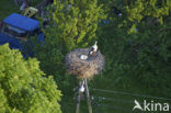 Ooievaar (Ciconia ciconia)