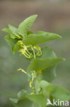 Pijpbloem (Aristolochia clematitis)