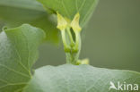 Pijpbloem (Aristolochia clematitis)