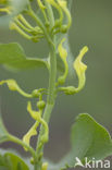 Pijpbloem (Aristolochia clematitis)