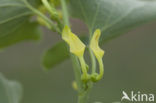 Pijpbloem (Aristolochia clematitis)