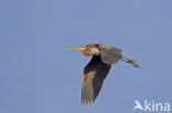 Purperreiger (Ardea purpurea) 