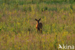 Ree (Capreolus capreolus)