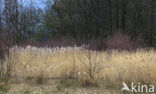 Riet (Phragmites australis)