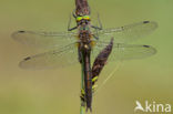 Smaragdlibel (Cordulia aenea)