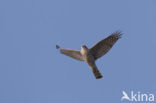 Sperwer (Accipiter nisus)