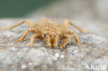 Turkse rombout (Gomphus schneiderii )