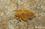 Turkse rombout (Gomphus schneiderii )