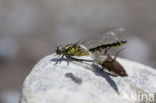 Turkse rombout (Gomphus schneiderii )