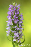 Vleeskleurige orchis (Dactylorhiza incarnata) 