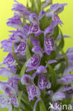 Vleeskleurige orchis (Dactylorhiza incarnata) 