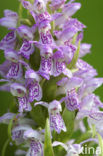 Vleeskleurige orchis (Dactylorhiza incarnata) 