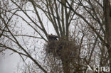 Zeearend (Haliaeetus albicilla)