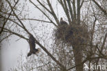 Zeearend (Haliaeetus albicilla)