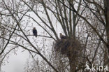 Zeearend (Haliaeetus albicilla)