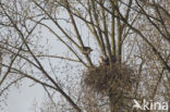 Zeearend (Haliaeetus albicilla)