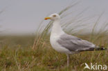 Zilvermeeuw (Larus argentatus)